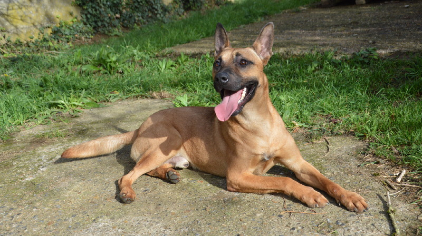 Photo #3 de Sahara chao