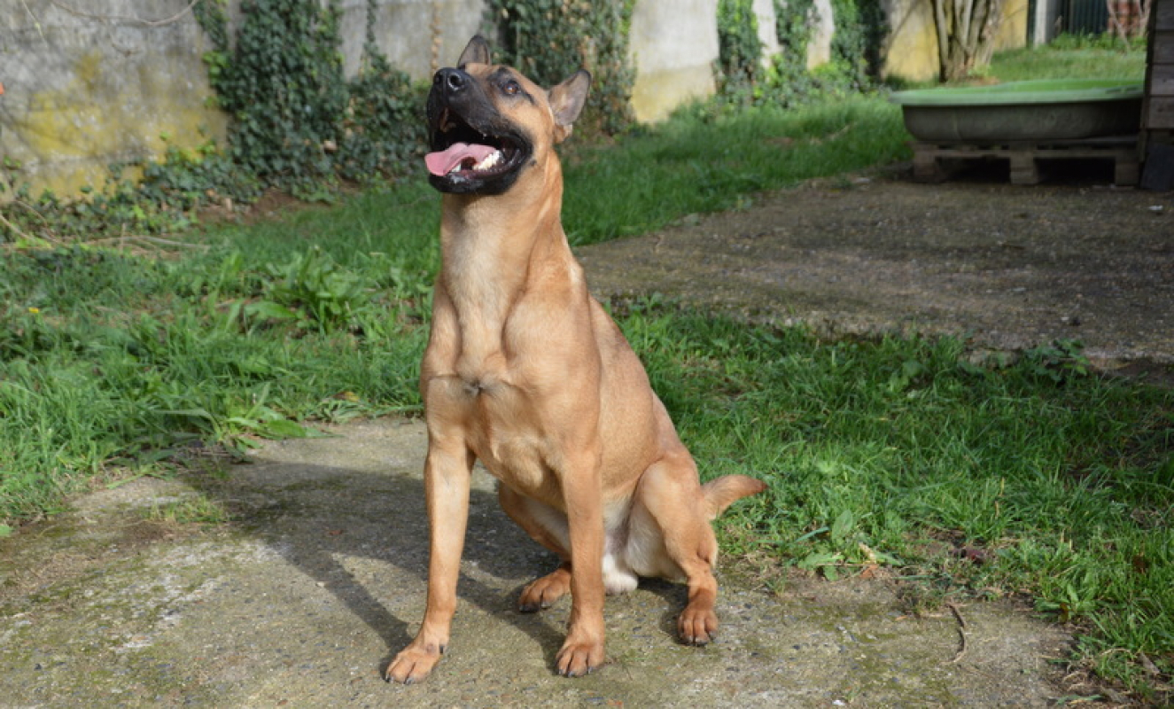 Photo #7 de Sahara chao