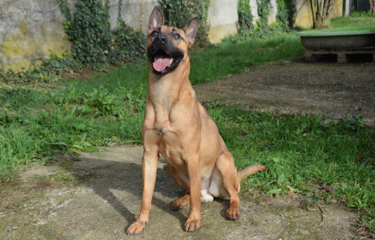 Photo #8 de Sahara chao