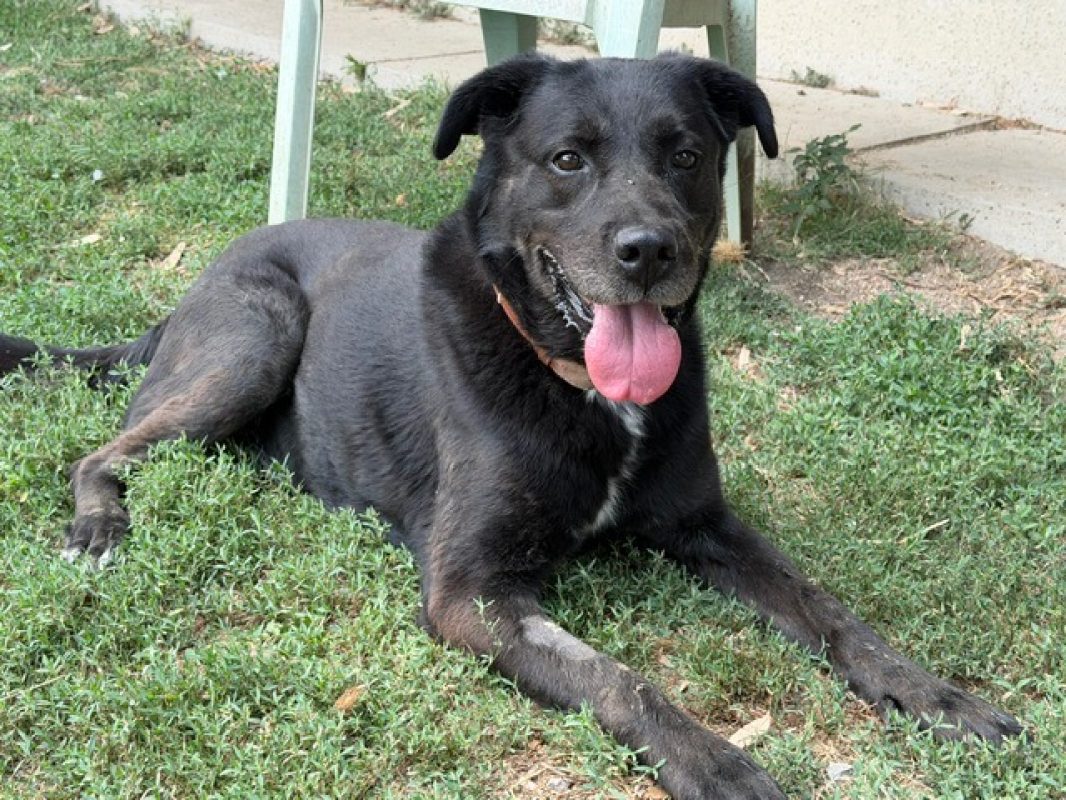 AÏko - Chien à adopter