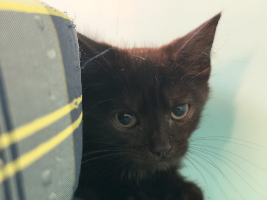 Tyler - Chat Européen à adopter