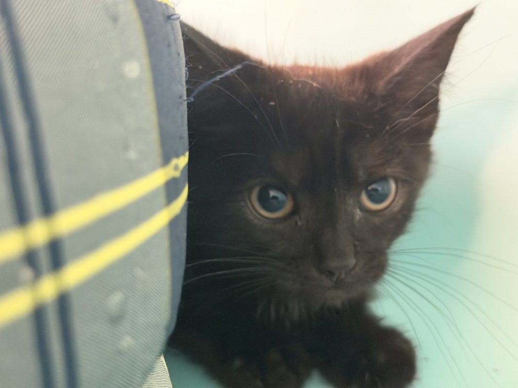 Tyler - Chat Européen à adopter - photo 2