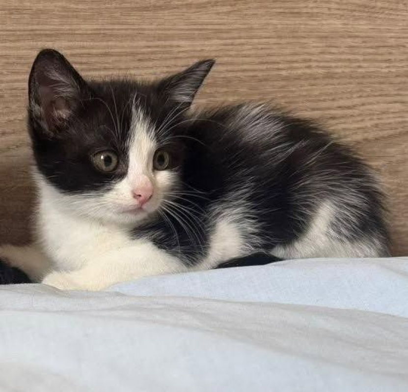 Photo de BONNIE