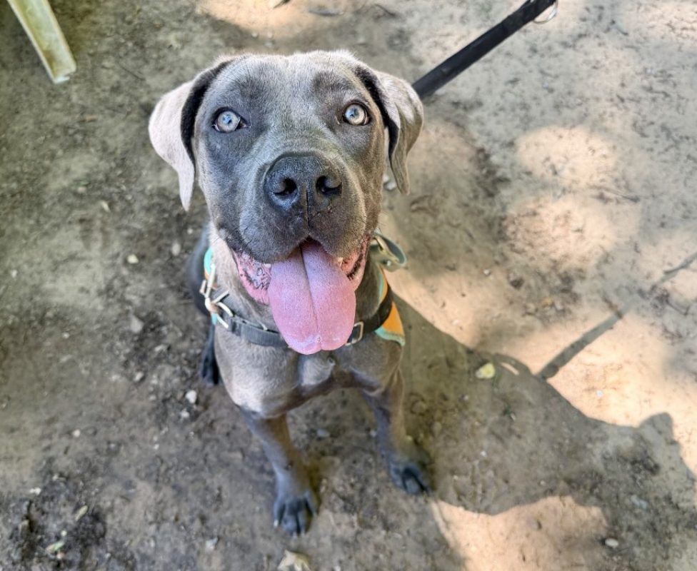 Awai - Chien Cane Corso à adopter