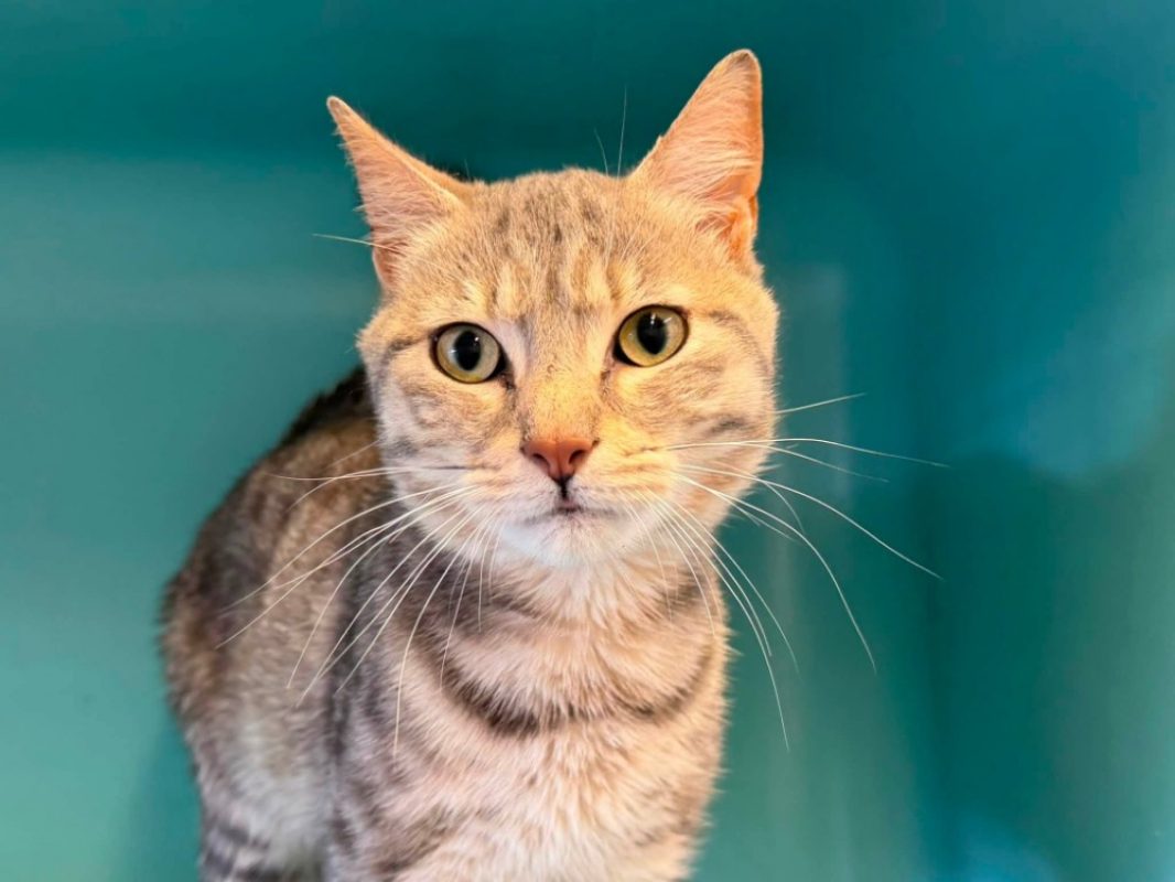 Arthur - Chat Européen à adopter
