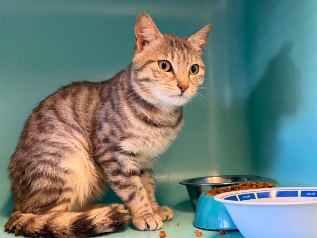 Arthur - Chat Européen à adopter - photo 2