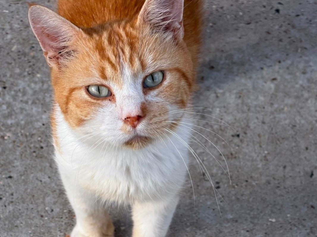 Rouquin en sos - Chat Européen à adopter