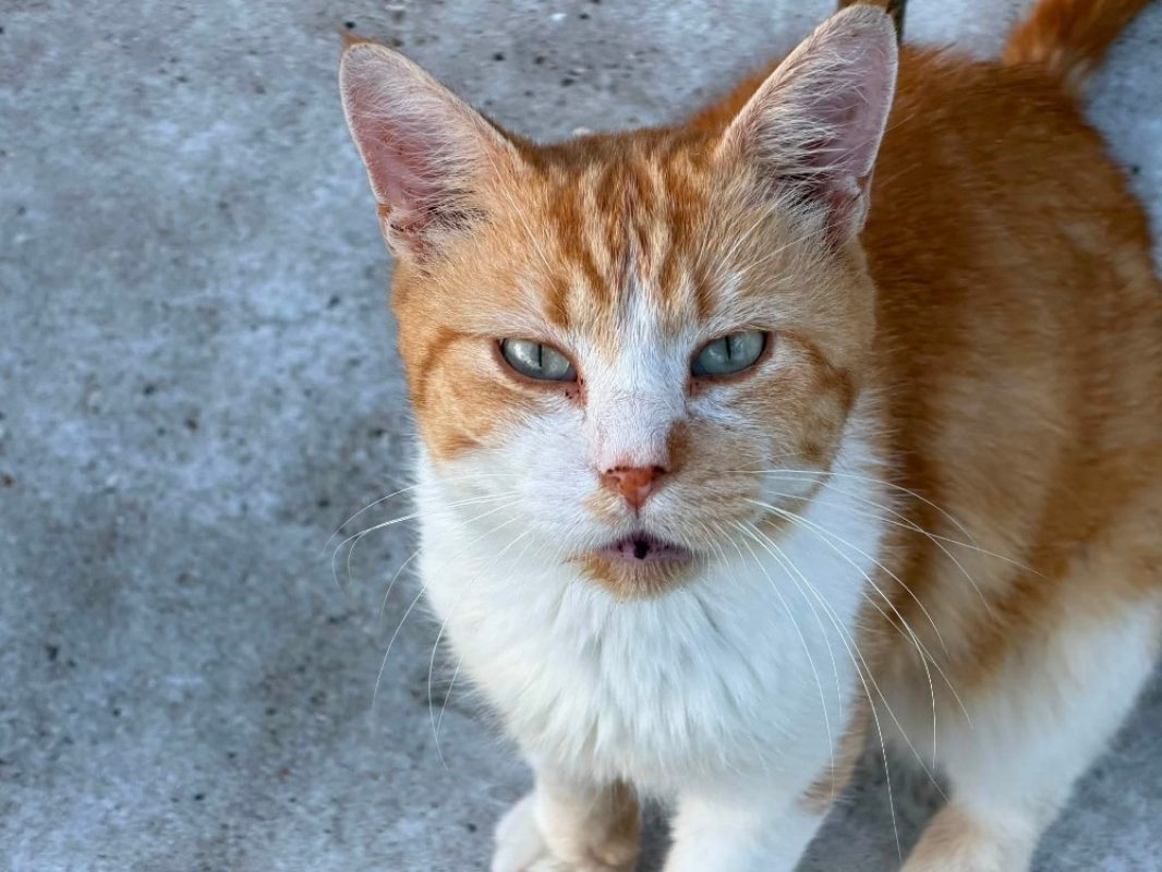 Rouquin en sos - Chat Européen à adopter - photo 2