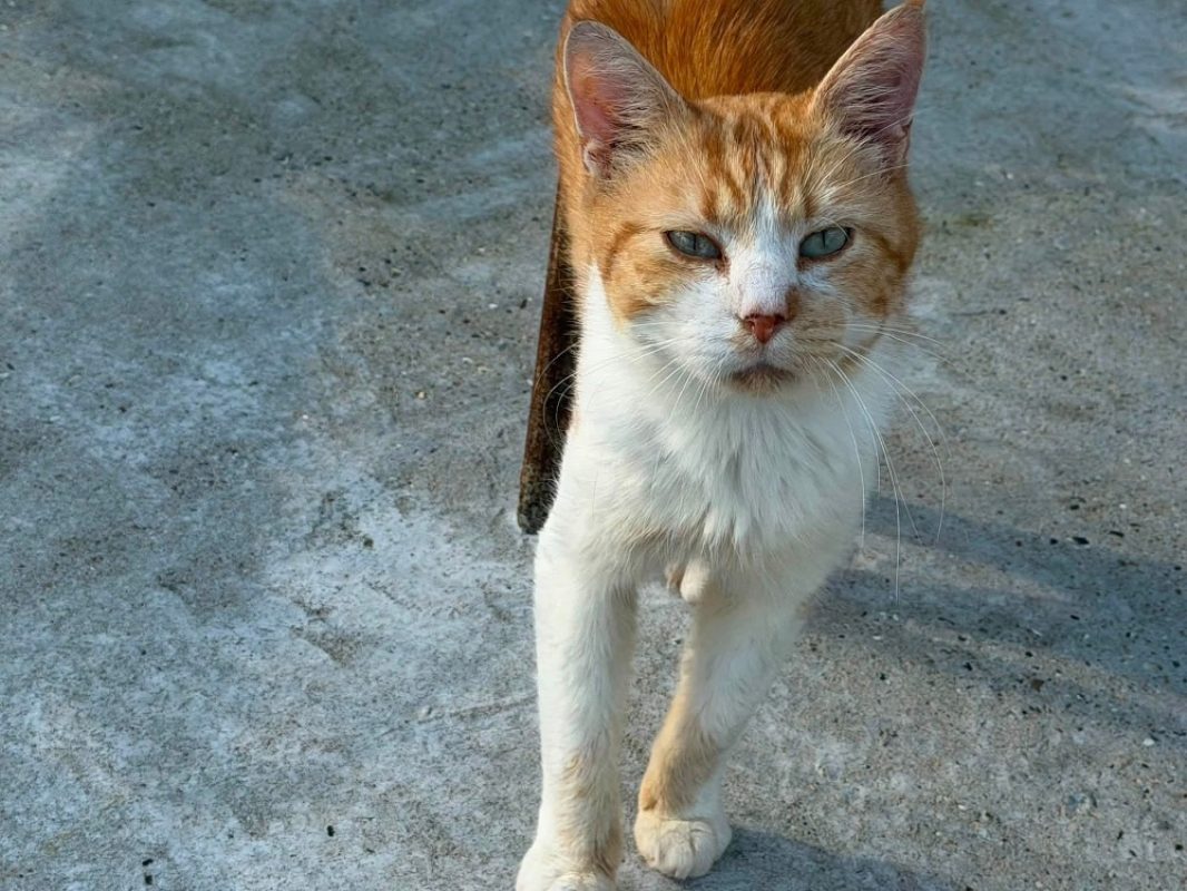Rouquin en sos - Chat Européen à adopter - photo 3