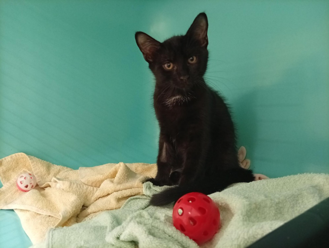 Chocapic - Chat Européen à adopter