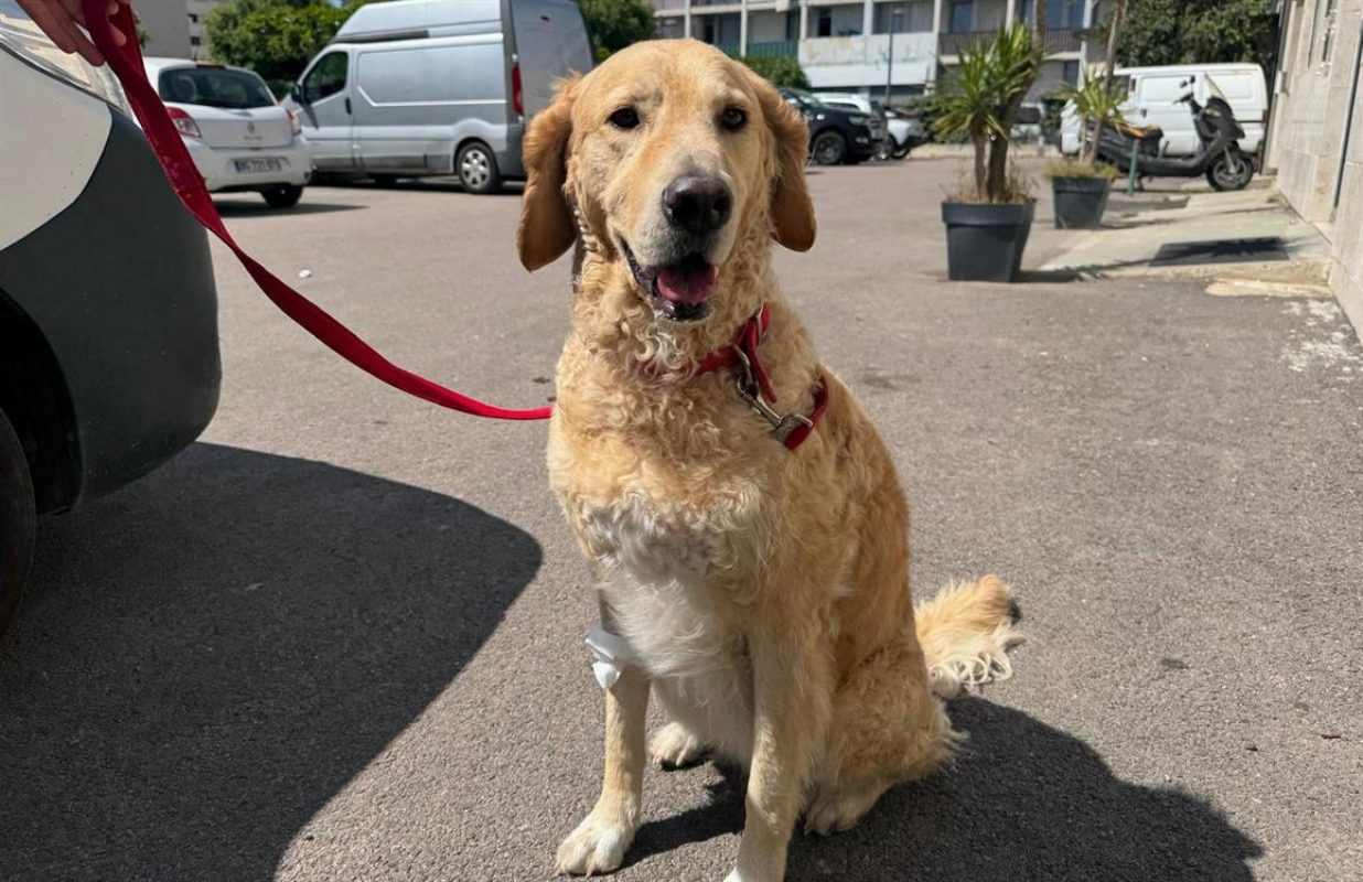 Luna - Chien à adopter