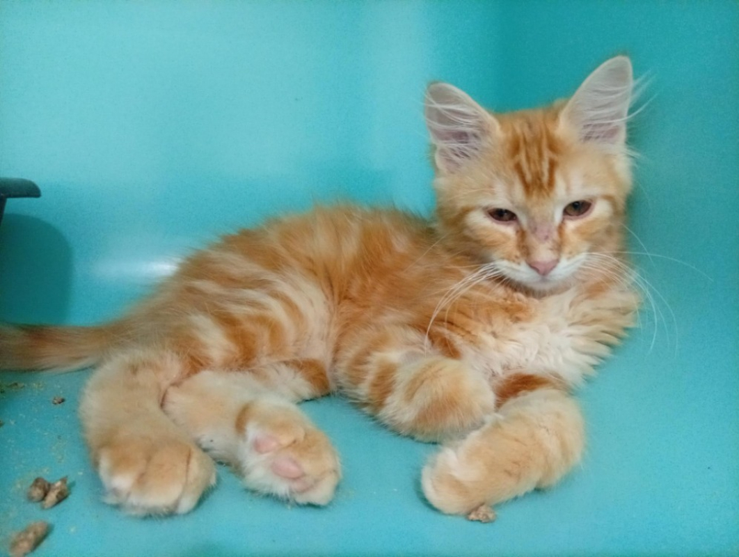 Crunch - Chat Européen à adopter