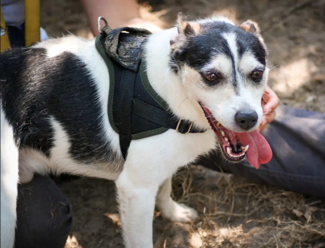 Pacha - Chien à adopter