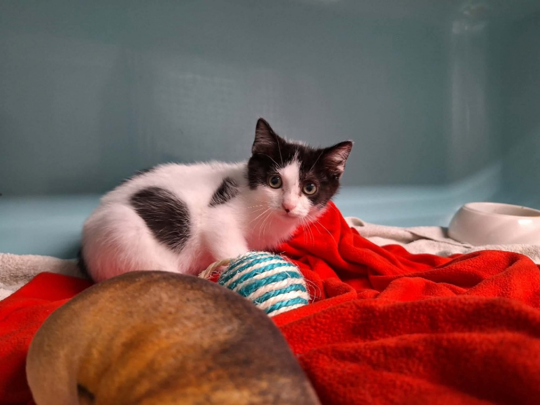 Gribouille - Chat Européen à adopter
