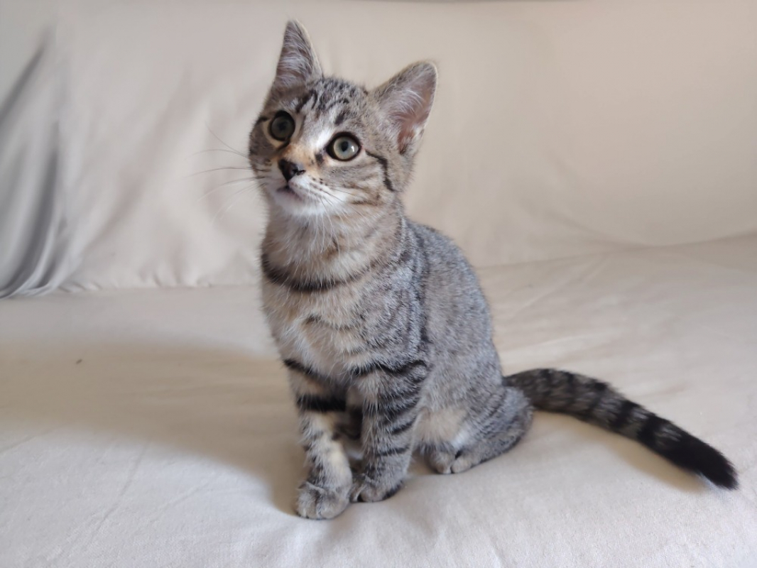 Photo de Cookie