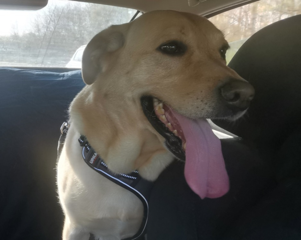 Igor - Chien à adopter