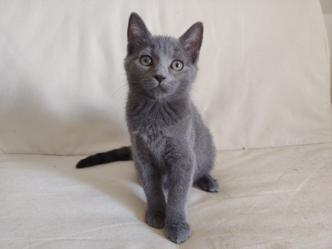 Mentalo - Chat Européen à adopter