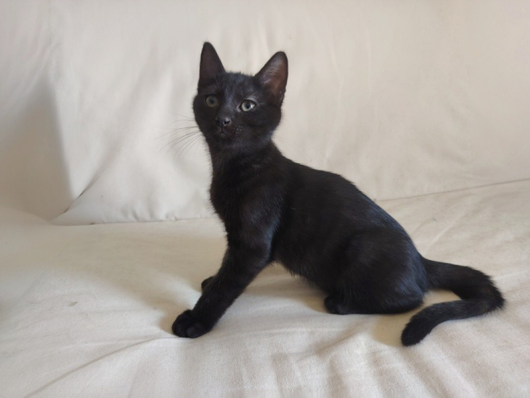 Muffin - Chat Européen à adopter