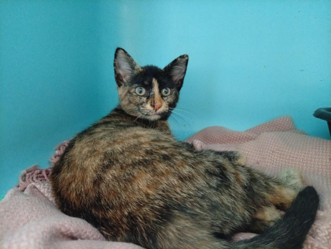Maévy - Chat Européen à adopter