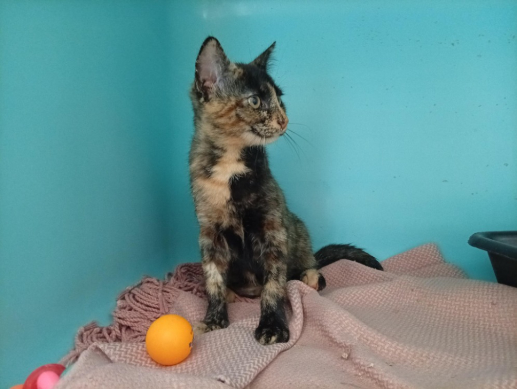 Maévy - Chat Européen à adopter - photo 2