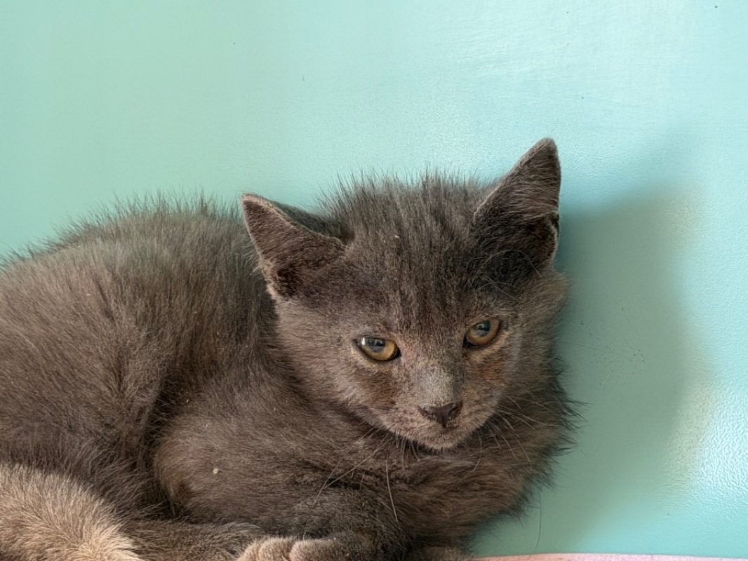 Diego - Chat Européen à adopter