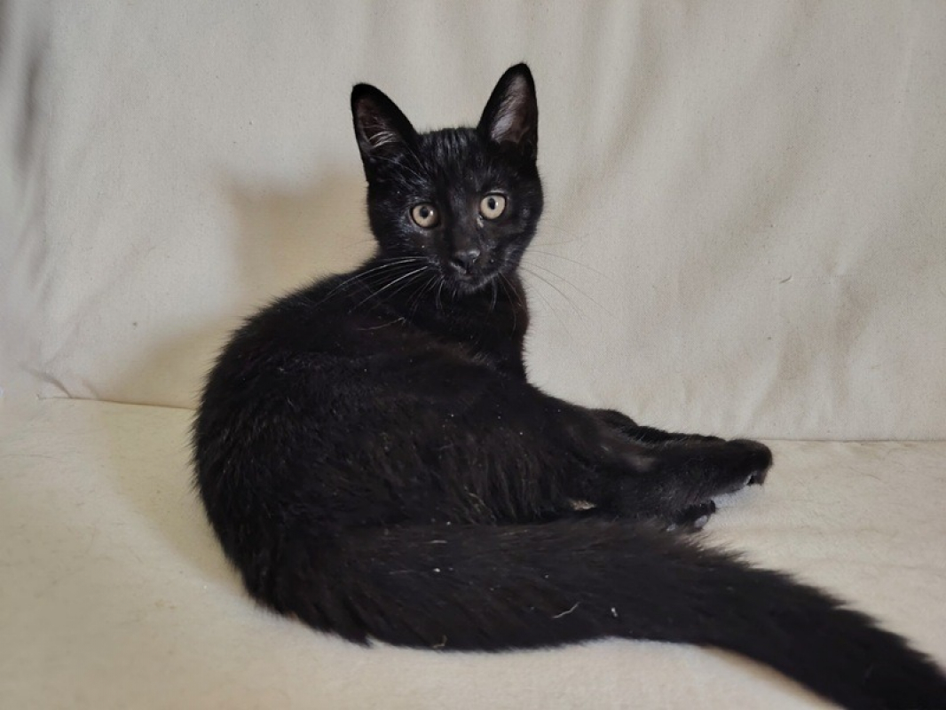 Photo de Brownie