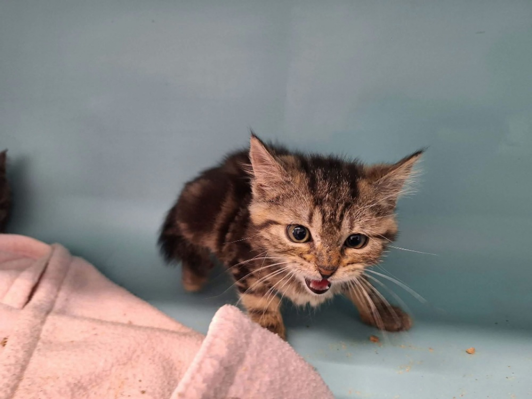 Oliver - Chat Européen à adopter