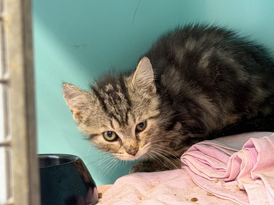 Oliver - Chat Européen à adopter