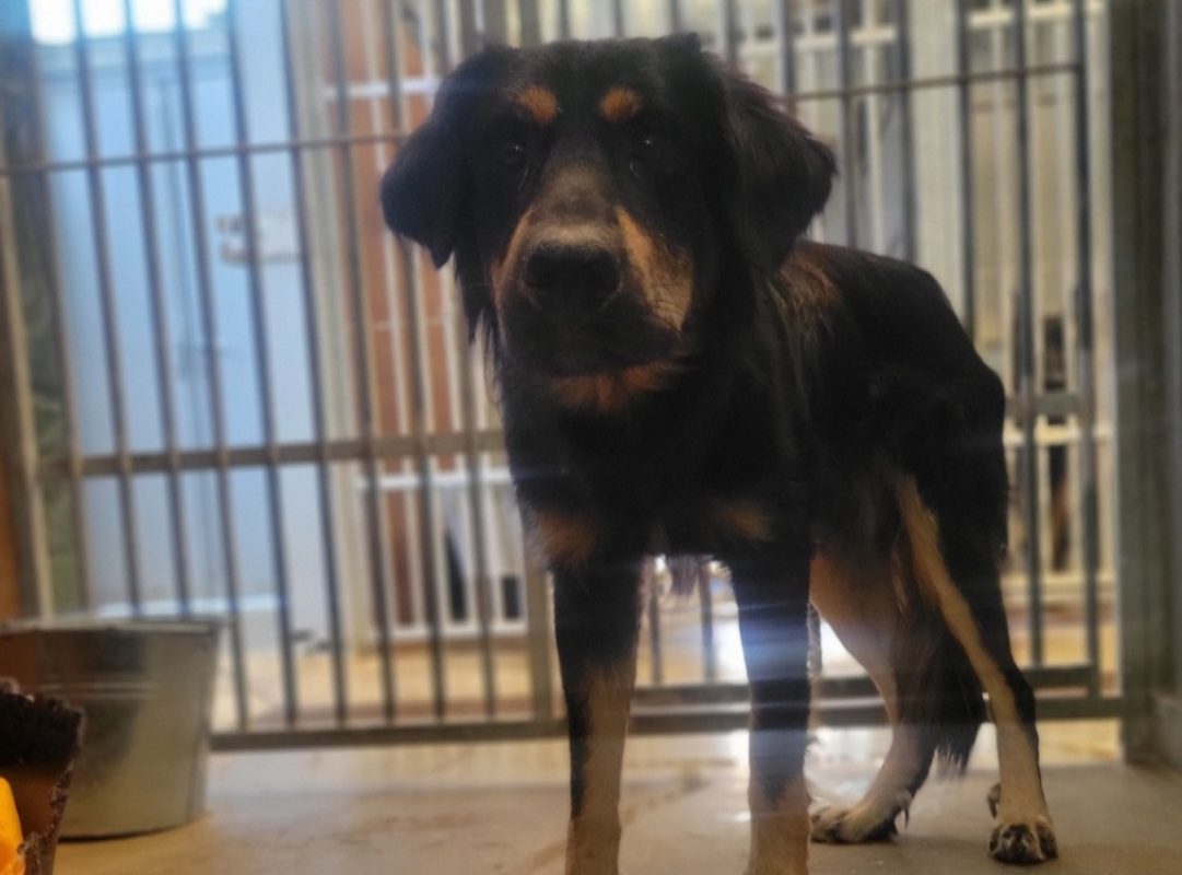 Sasuké - Chien Berger à adopter