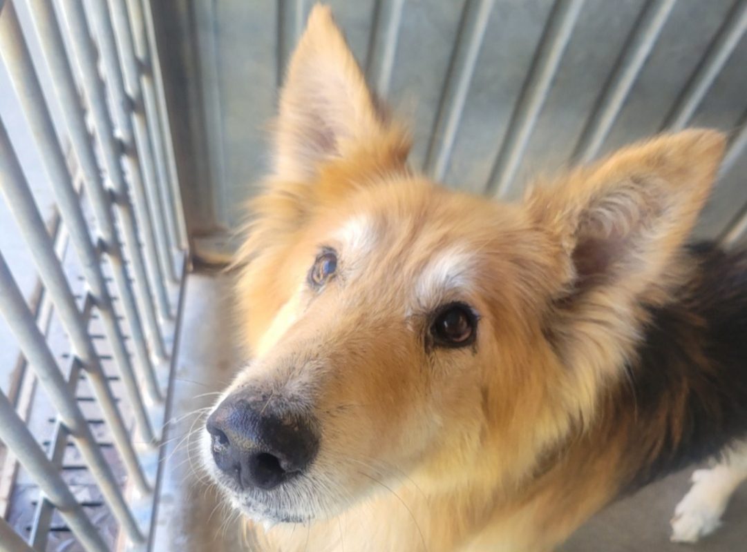 Winnie - Chien Berger Allemand à adopter