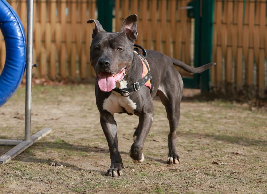 Tushane - Chien à adopter - photo 4