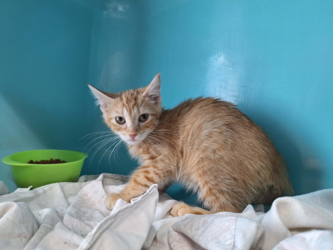 Bob - Chat Européen à adopter