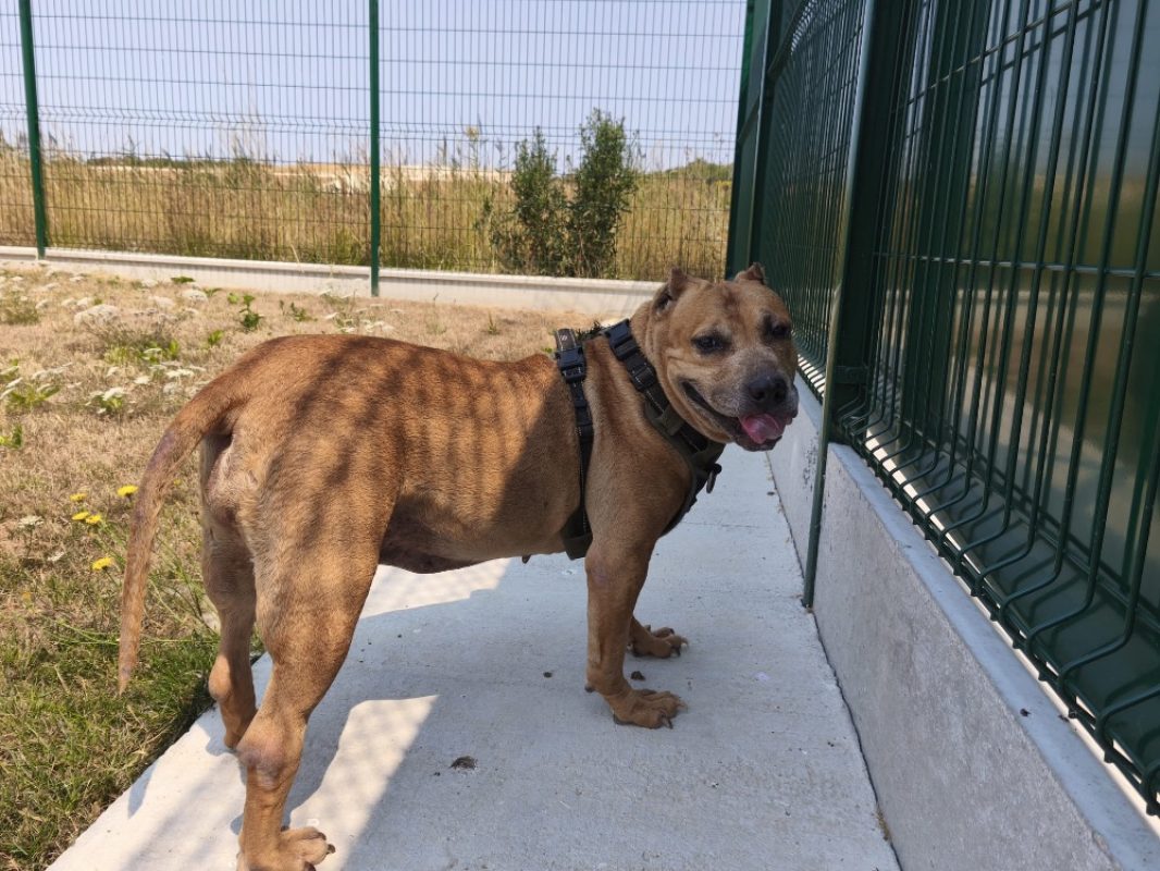 Gaia - Chien à adopter