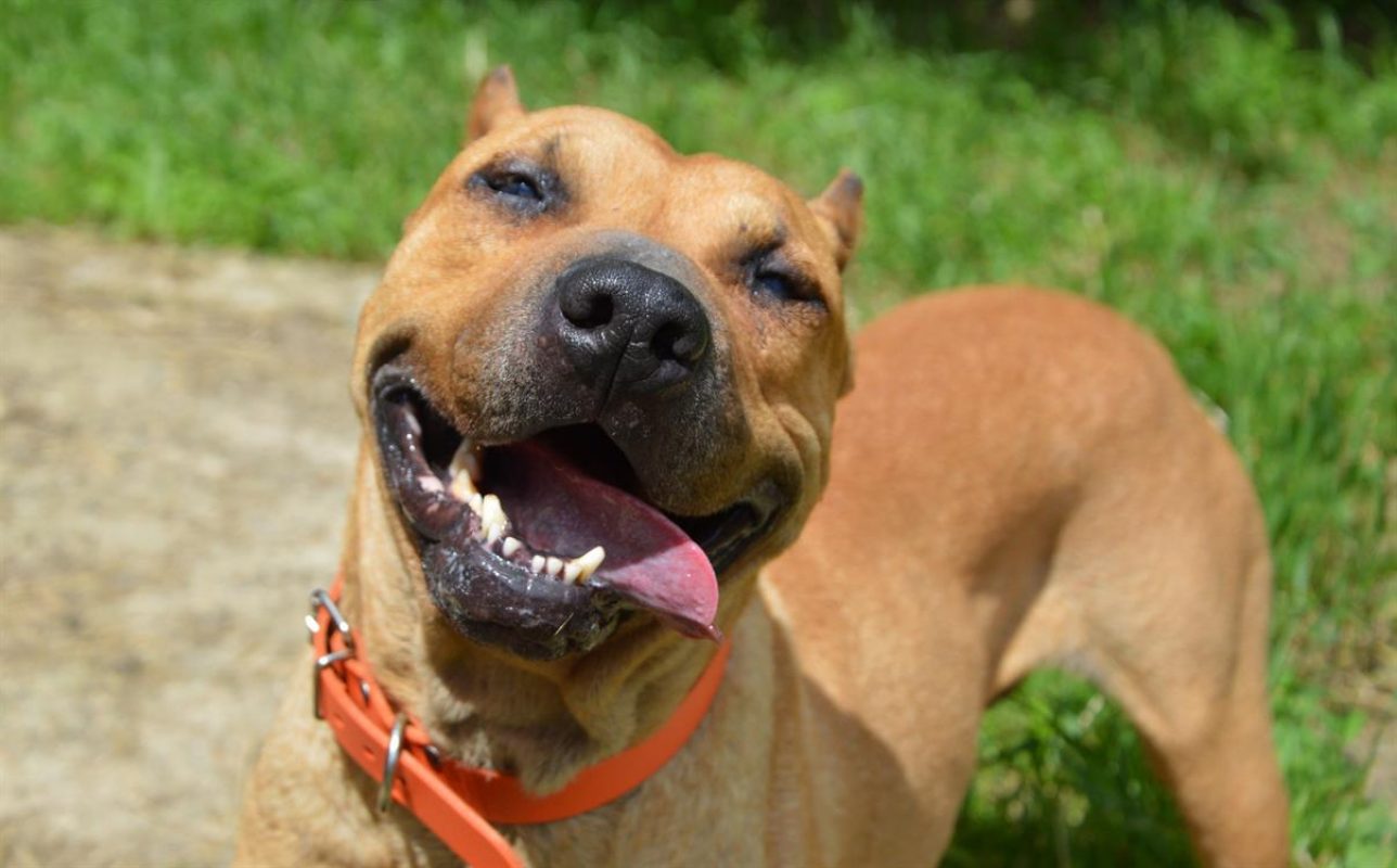 Gaia - Chien à adopter - photo 2