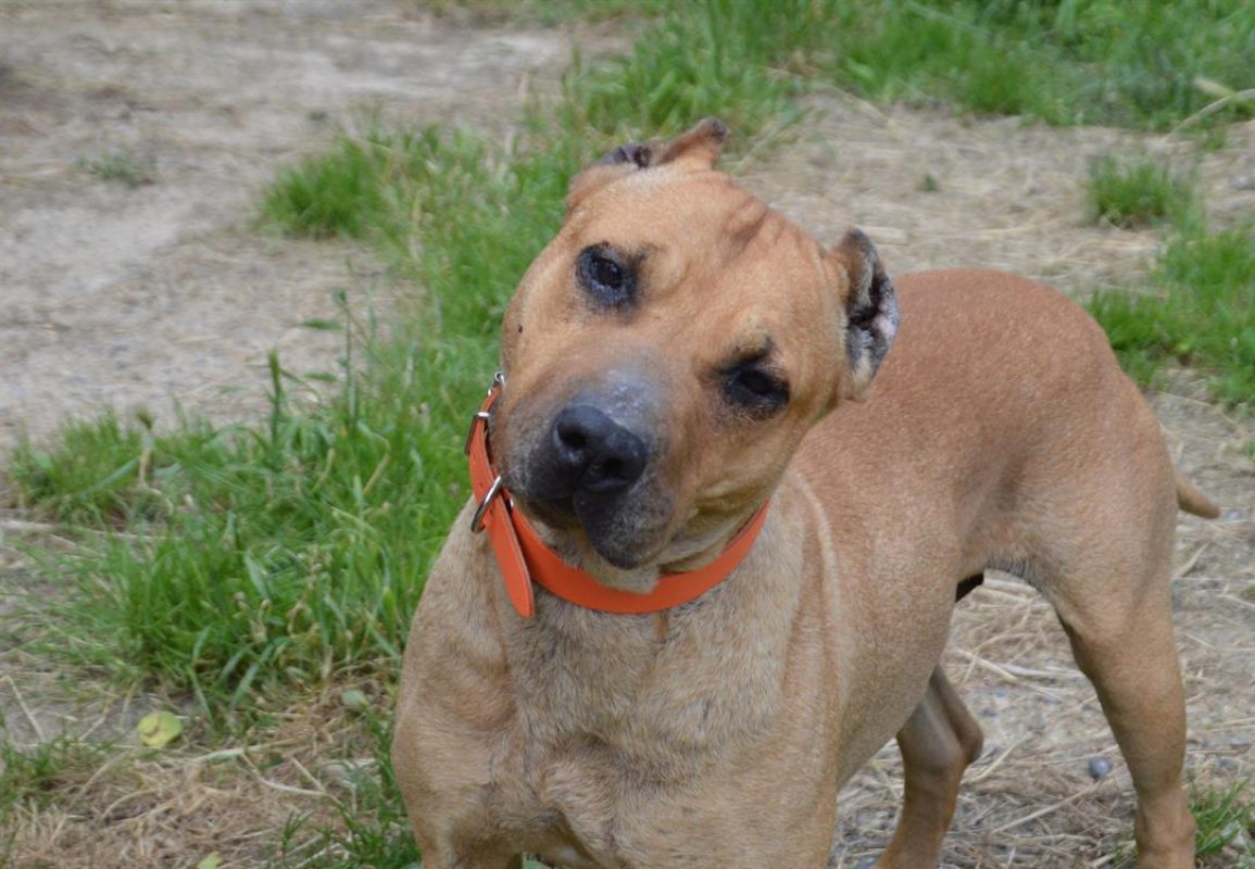 Gaia - Chien à adopter - photo 3