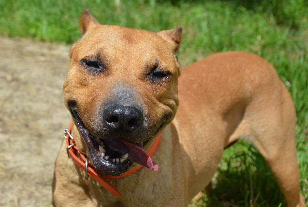 Gaia - Chien à adopter - photo 4