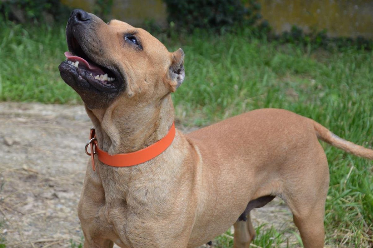 Gaia - Chien à adopter - photo 5