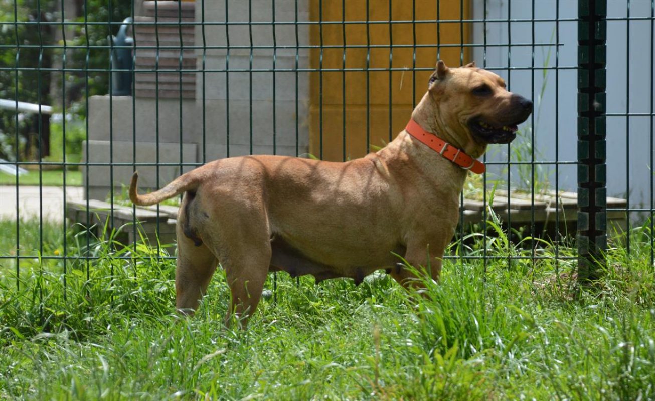 Gaia - Chien à adopter - photo 6