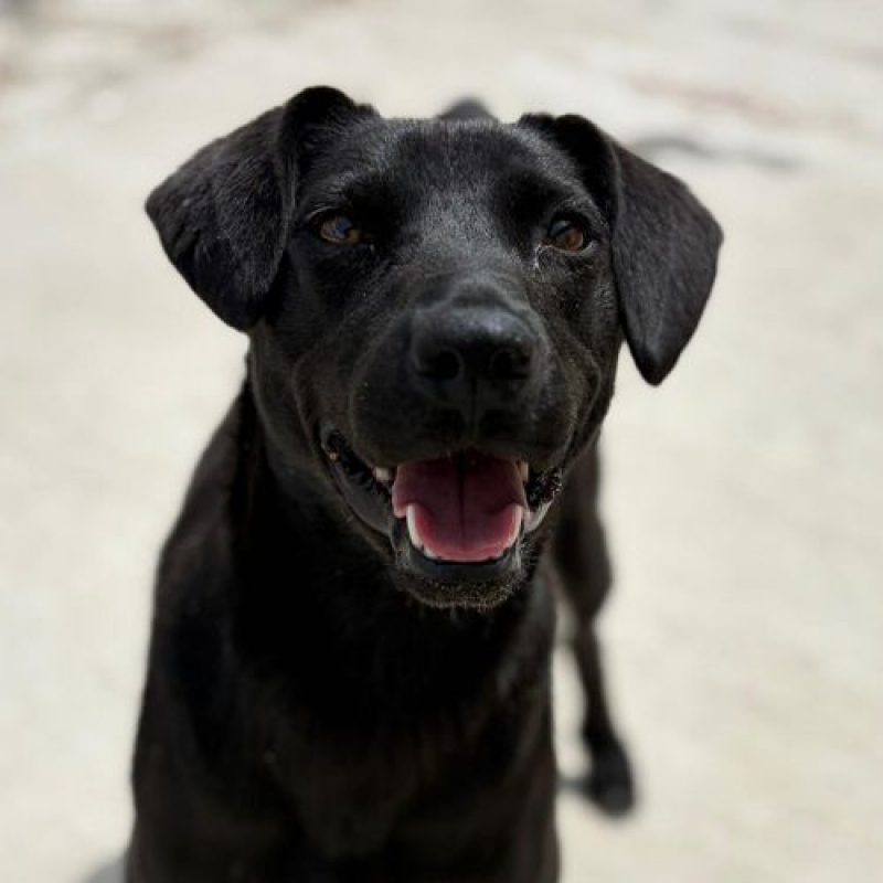 Photo #4 de LAIKA