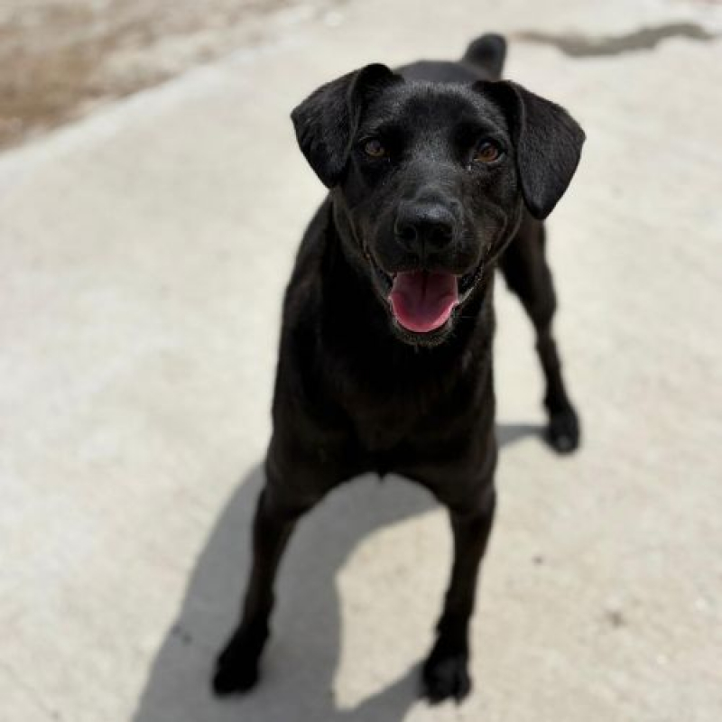 Photo #5 de LAIKA