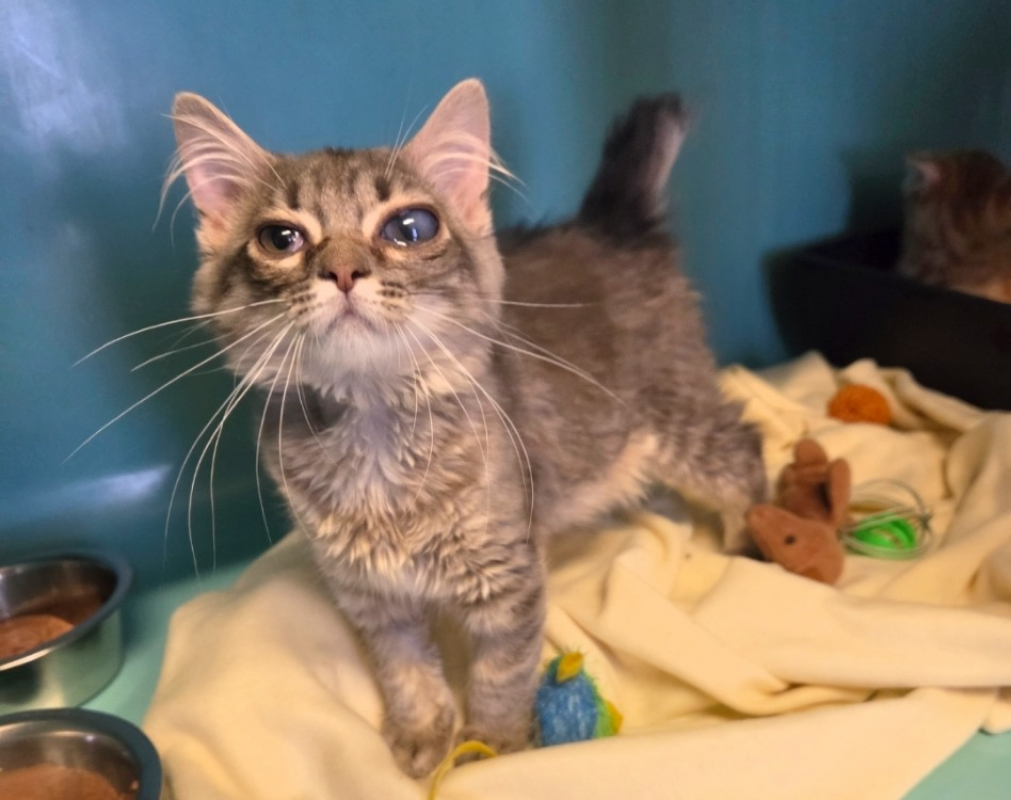 Bebe - Chat à adopter
