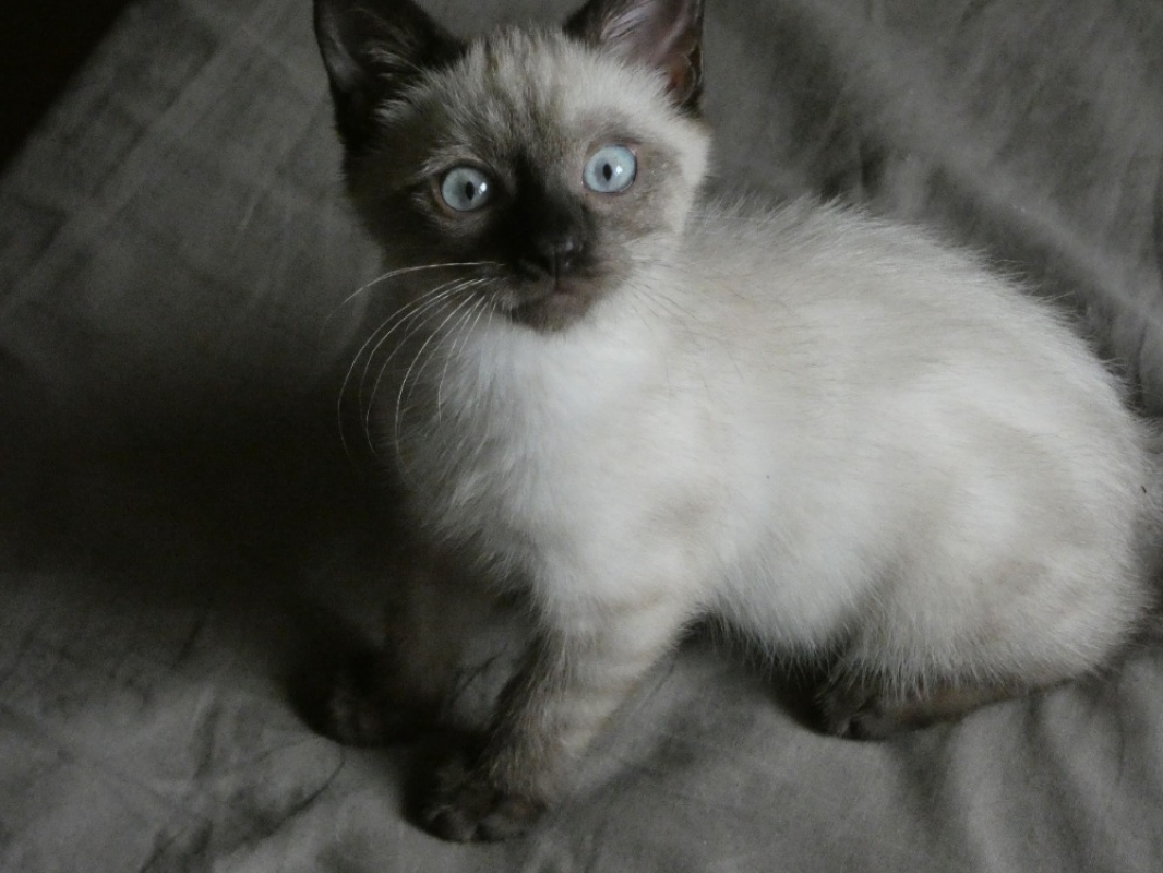 Photo #1 de Petiot