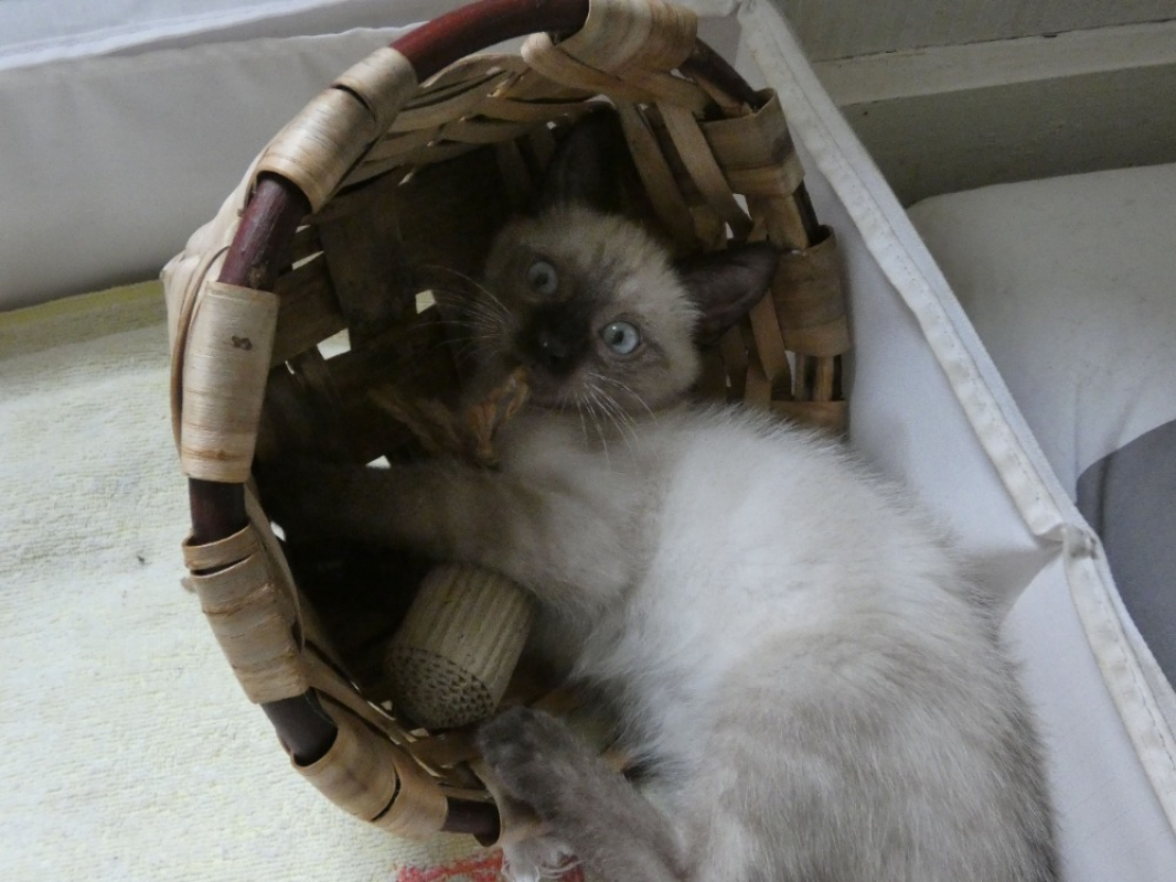 Photo #2 de Petiot