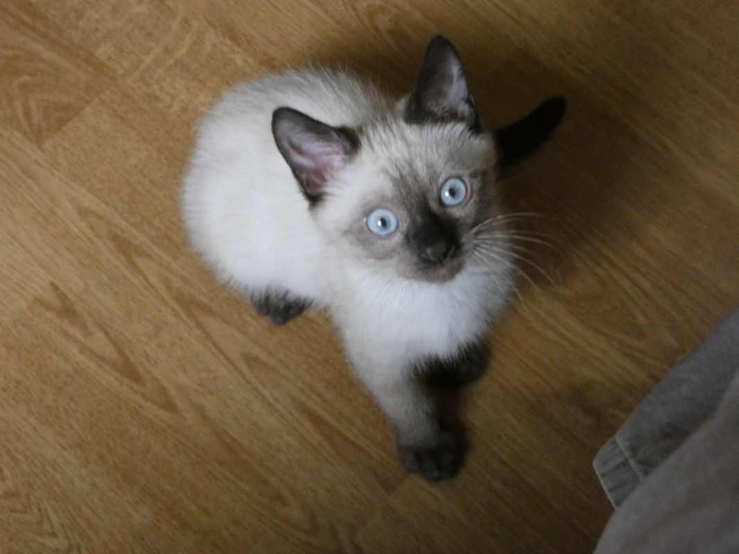 Photo #4 de Petiot