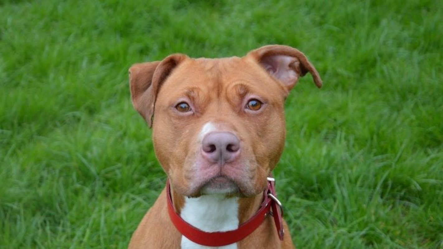 Maya - Chien à adopter