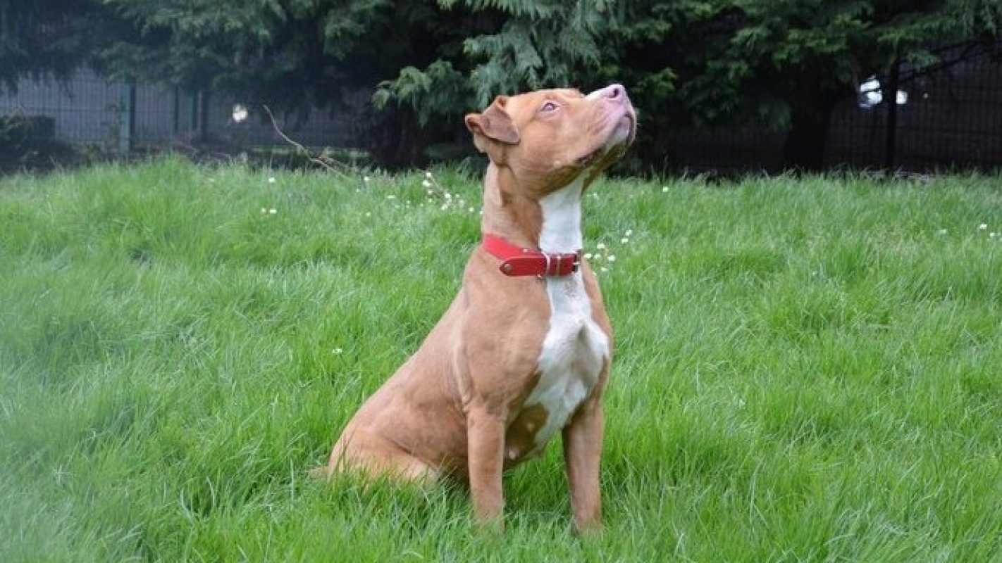 Maya - Chien à adopter - photo 2