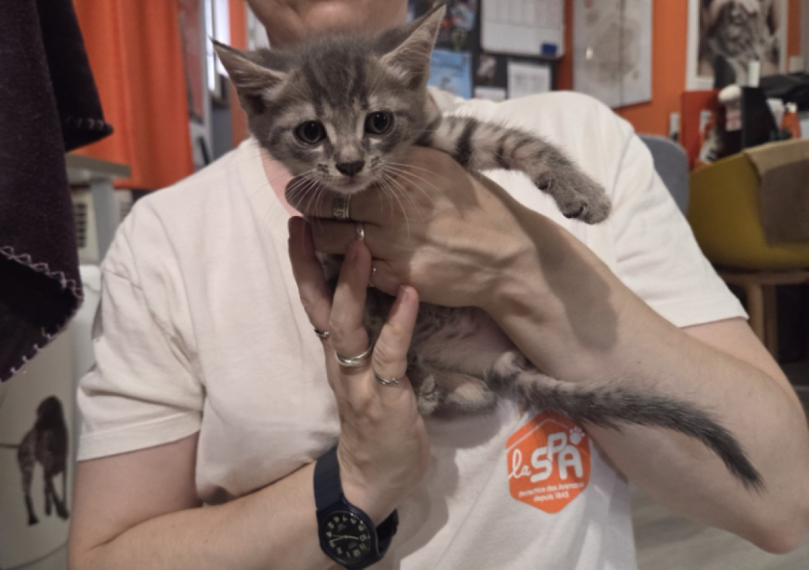 Photo #1 de Blitz en cours d'adoption