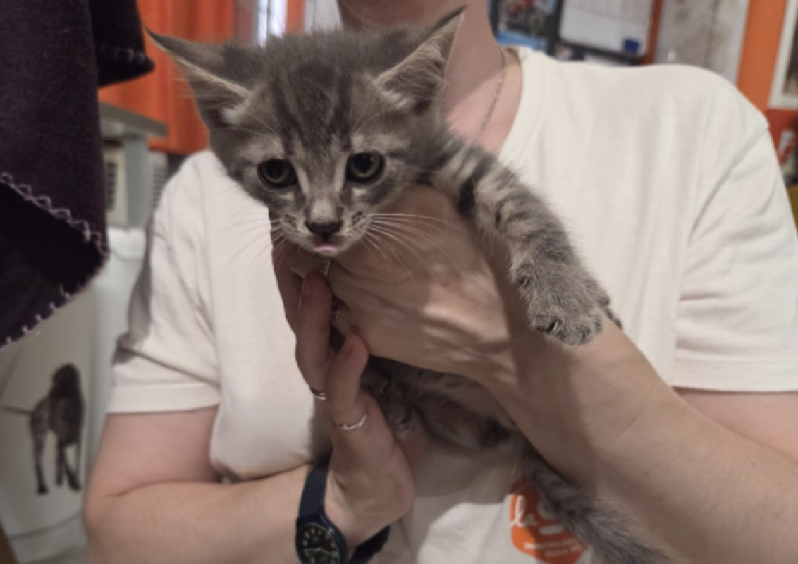 Photo #2 de Blitz en cours d'adoption