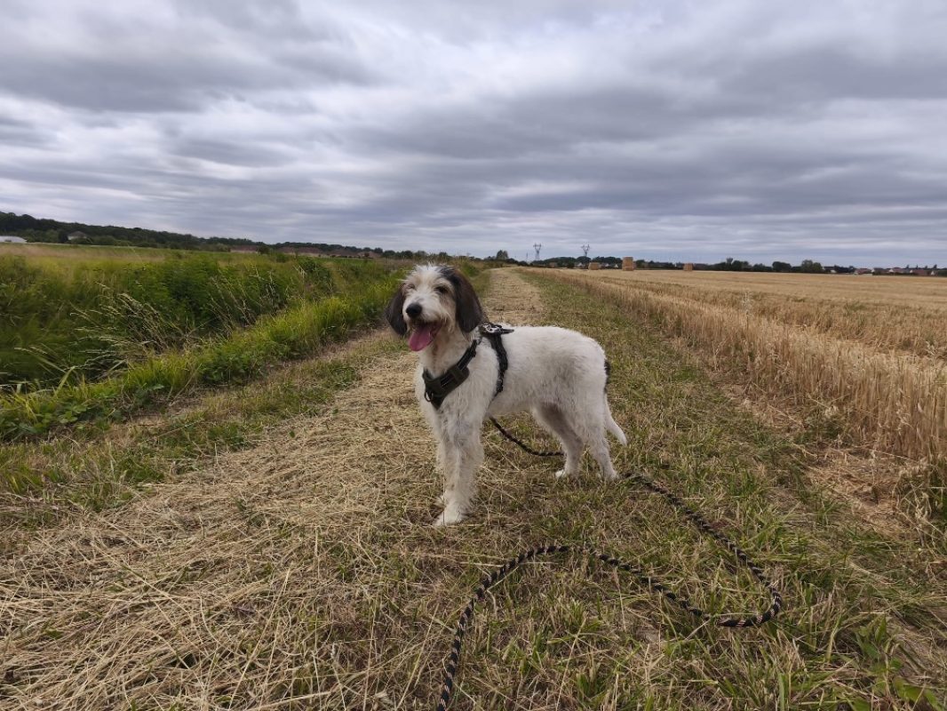 Lambada - Chien Briquet Griffon Vendéen à adopter