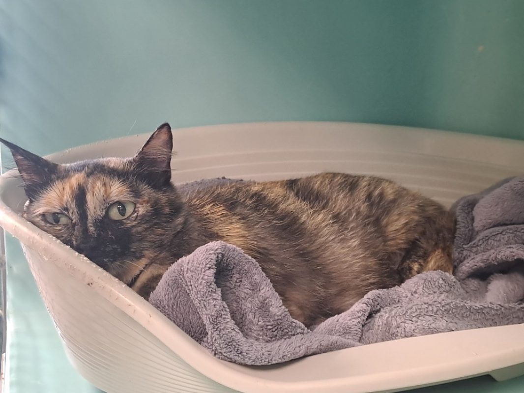Poppi cqt - Chat Européen à adopter - photo 2